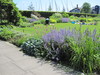 Hellerup Strandpark - Stauderhaven og Rosenhaven